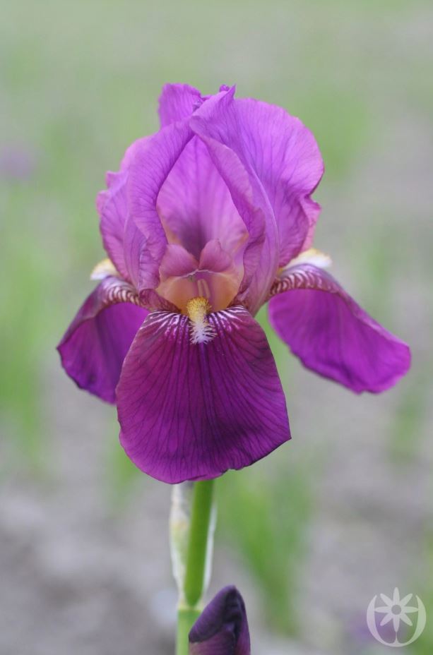 Iris germanica 'Imperator'